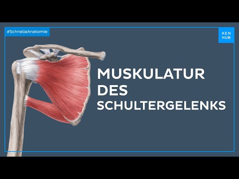 Musukulatur des Schultergelenks - Anatomie einfach erklärt | Kenhub