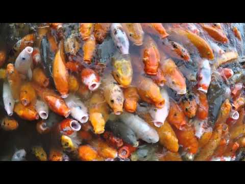 Thousands of Koi Fish Fighting for Food - China