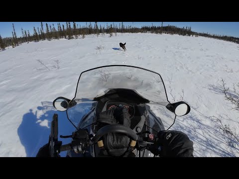 Wolf Hunting Alaska: This Sh*t is Dangerous!