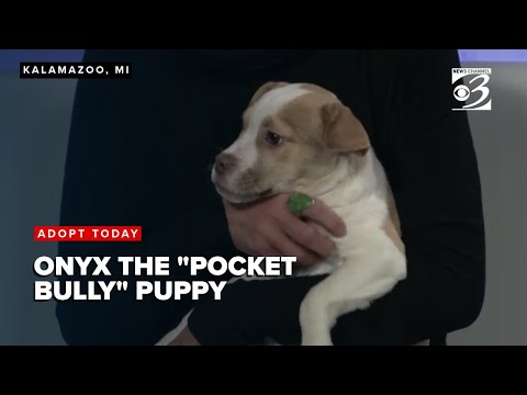 ADOPT TODAY: Meet Onyx, a 'pocket bully' bulldog pit bull mix puppy - YouTube