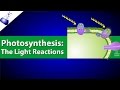 The Light Reactions of Photosynthesis
