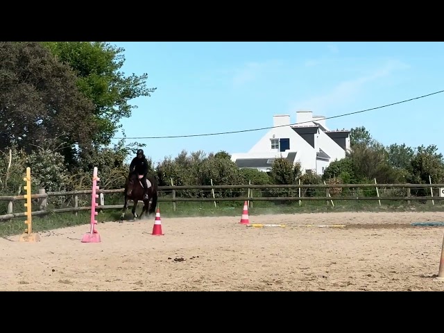 &Agrave; vendre &ndash; Jument Lusitanienne 9 ans 