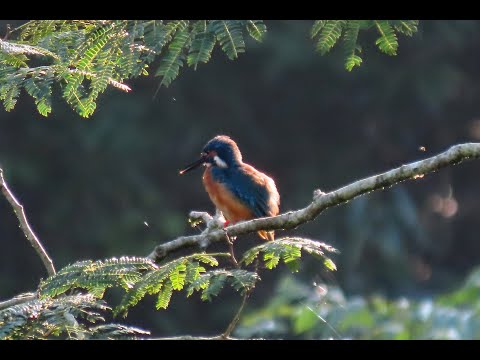 カワセミMOVIE 210926AM