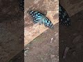Butterfly Natural Original Youtube Viral Short Video Ytshortsindia Dance Cartoon Comady