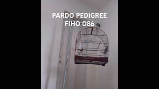 PARDO PEDIGREE FILHO DE CASA NOVA 