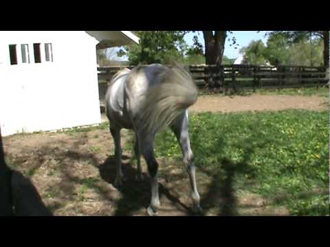 Monarchos at Nuckols Farm - April 2010 (Part 2)