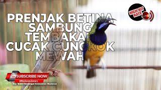Download lagu 🔴 Masteran Nembak dan Ngeroll Bagus Untuk Burung Lomba Prenjak Betina vs Cucak Cungkok Mewah mp3