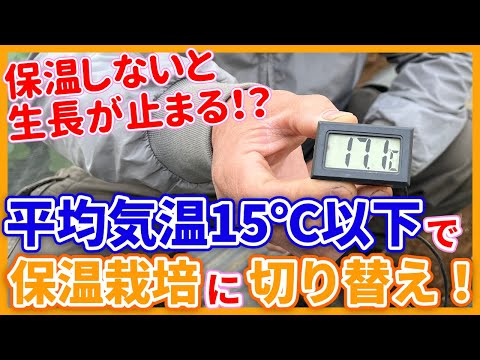 オレンジの木はどのくらいの温度に耐えることができますか?凍っていますか？冬に凍ってしまった場合の復活方法は？  庭園