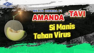 Download lagu BISI Sahabat Petani: Mengenal Si Manis Tahan Virus #melon Amanda tavi mp3 Download lagu BISI Sahabat Petani: Mengenal Si Manis Tahan Virus #melon Amanda tavi mp3