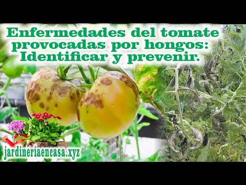 , title : 'Enfermedades del tomate provocadas por hongos Identificar y prevenir'