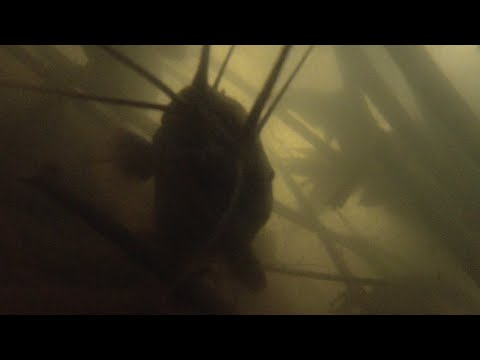 SE03EP103 Part 2 - SA IISANG PWESTO NAG TATAGO / PINAMUGARAN ng mga MAMAW na HITO | San Pablo City