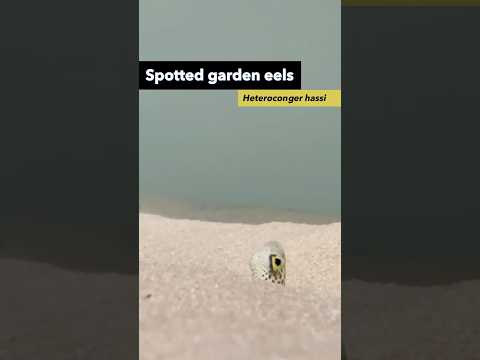 Discovering the eels that play peek-a-boo