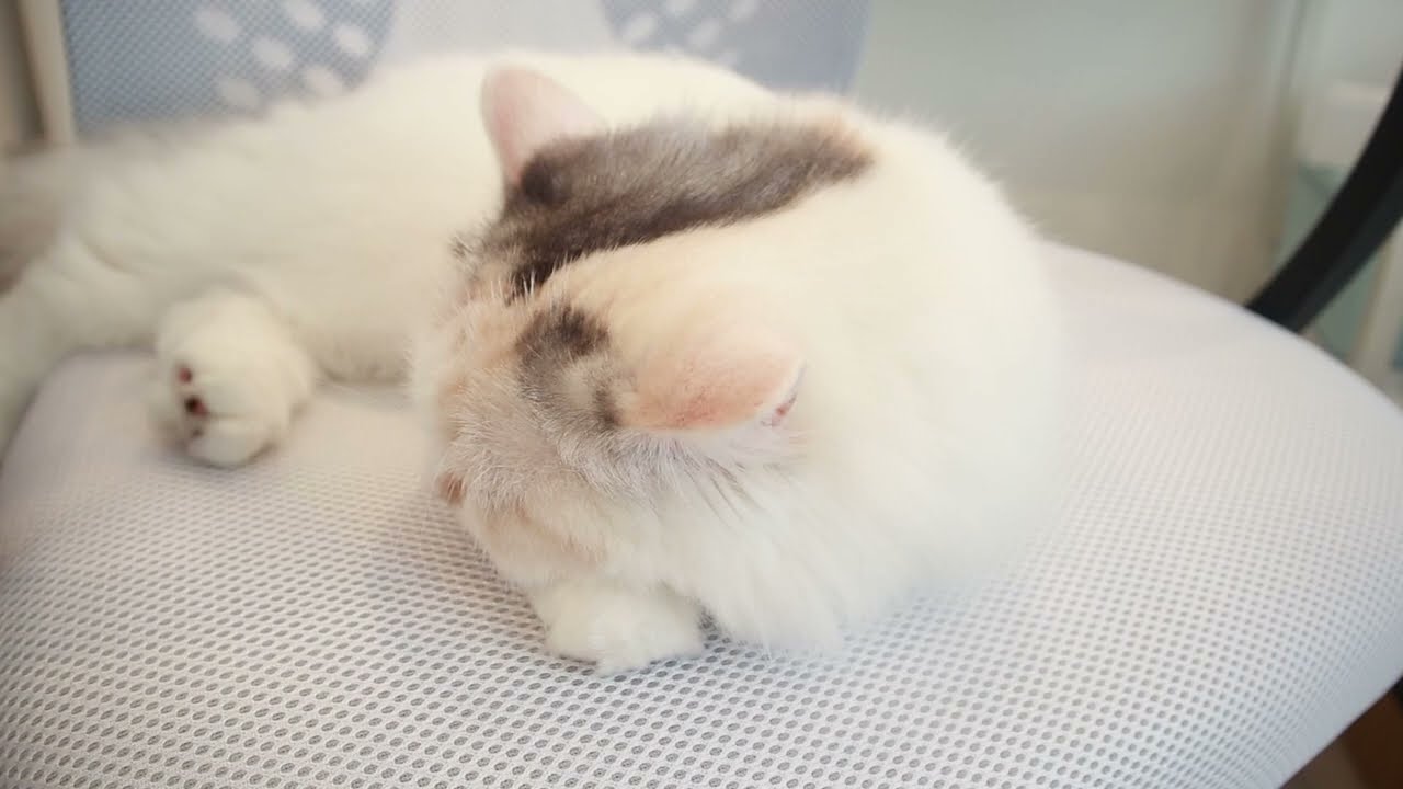 デジタルアートセンタープラスねこぱんち(兵庫県神戸市中央区の就労