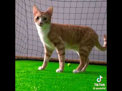 Yashin’s cat 😰⚽️