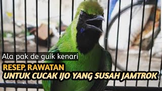 Download lagu [tips & perawatan] Cara AGAR Cucak Ijo mau jamtrok/Susah Ngentrok mp3