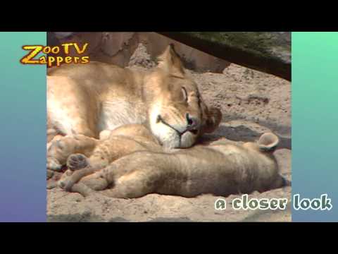 ZooZappers Sleepy lion family & cubs - leeuw & welpen #04