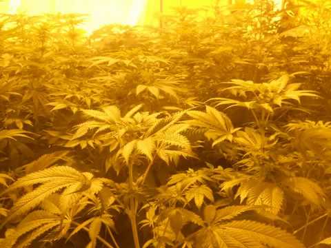 Capleton - Ganja (original dancehall mix)