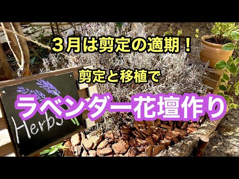 ラベンダーの移植: これがどのように行われるか 植物