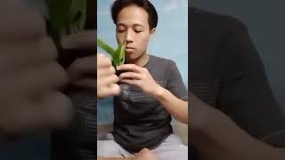 Download lagu tutorial membuat lempeng pakis kadaka, Java frens. hiasan aquarium aquascape mp3