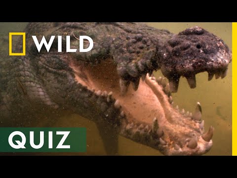 Wer schnappt kraftvoller zu? | Mai mit Biss Quiz
