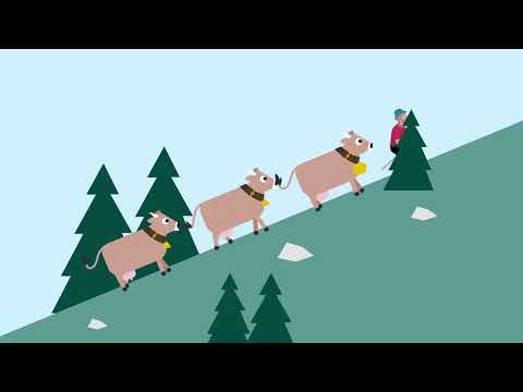 Warum gehen Kühe z'Alp?