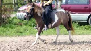 preview picture of video 'SOLD, SPRZEDANA Uhu kłus i galop'