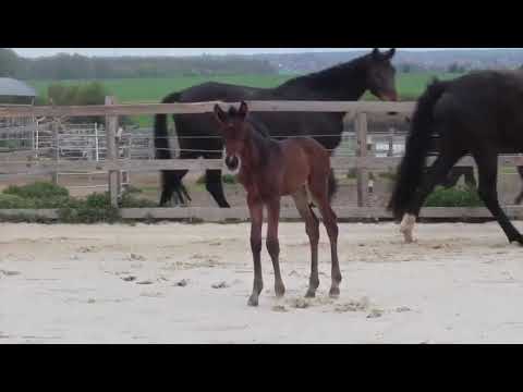 Vivat Rex x Dante Weltino x Fleury