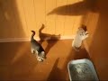 Dumb Kittens Attack Shadow (Perke) - Známka: 1, váha: velká