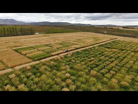Der Klimawandel macht den Haferanbau in Nordeuropa möglich