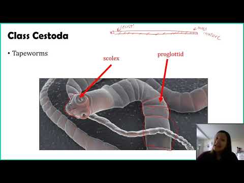 Phylum Platyhelminthes - Part 2