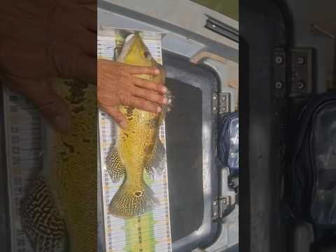 6° Torneio Paulista de Caiaque GKF, Parque Miracatu, Competidor Fabio #tucunare #pescaria #fishing