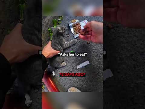 Biker Spent His Last Money To Save Kitten 😥