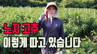 노지고추 저희는 이렇게 수확합니다