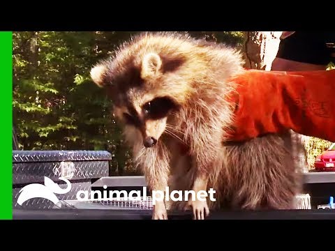 Raccoons Being Illegally Kept As Pets Taken To Rehab Facility | North Woods Law