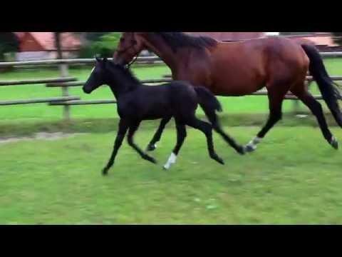 FOAL v BON COEUR - Rubinstein - Landadel - Rappe, For SALE 2 black filly 2