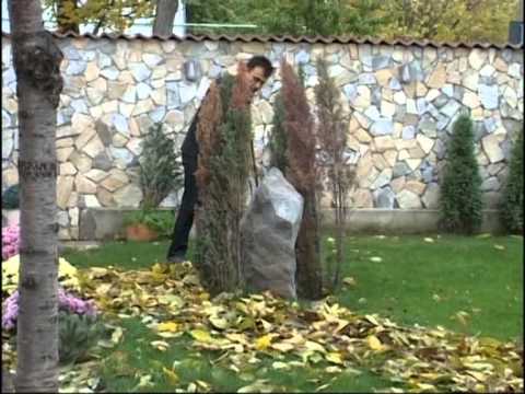 Petrica Nicoara - Vino Doamne pe pământ