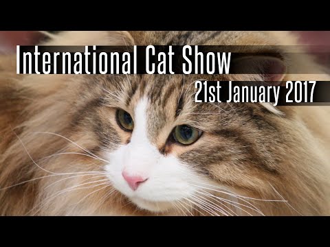 International Cat Show - 21st January 2017