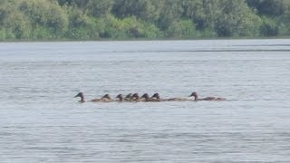 preview picture of video 'Переправа диких уток через реку Березина. Водный поход.'