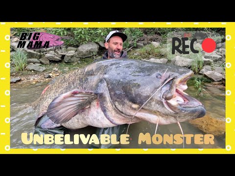 Giant 230 lbs catfish over 8 feet long fishing on a river by Catfish World