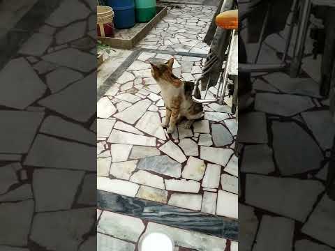 Heyy Kitty🐈❤️