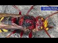 Large European Hornets Spotted On Staten Island