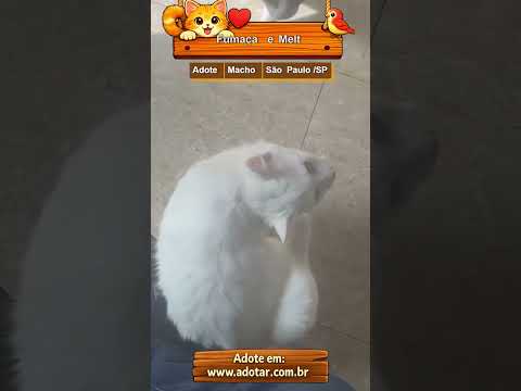 Vídeo de Fumaça e Melt 