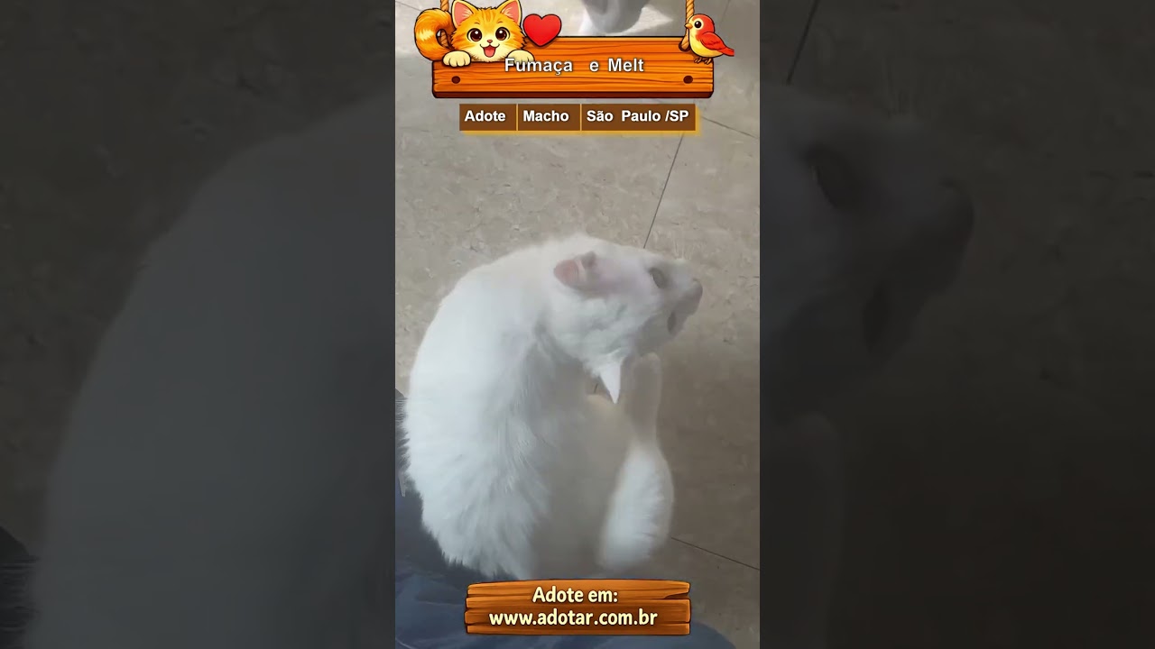Gato raça Siamês idade 7 a 11 meses nome Fumaça e Melt 