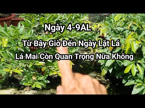 Pay Attention to Taking Care of Apricot Leaves During These Months, When Apricot Blossoms Have Buds