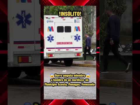 🚨 Un burro atacó a un hombre en Acosta, estado Monagas, Venezuela @Elperiodicodemonagas.maturin