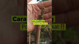 Download lagu Cara Grafting Alpukat untuk Pemula | Sambung Pucuk Alpukat mp3 Download lagu Cara Grafting Alpukat untuk Pemula | Sambung Pucuk Alpukat mp3