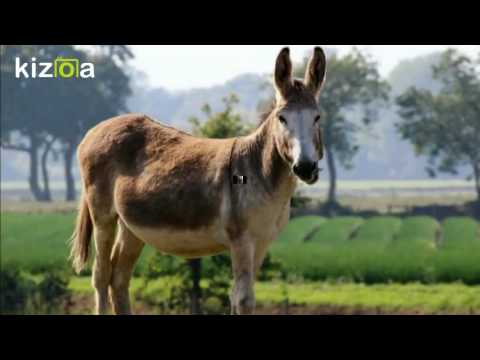 Kizoa Editar Videos - Movie Maker: SOÑANDO CON MARIA CASQUITO EN EVITAR !!