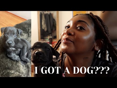 I GOT A DOG? LMFAOOOOO