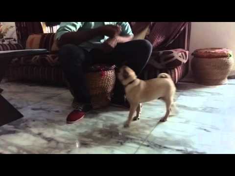 unique dog training with manzar hayat