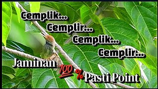 Download lagu Suara Pikat Prenjak Tamu Ampuh mp3